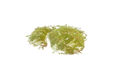 Moss